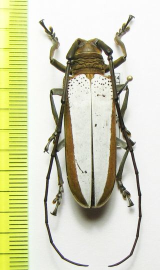 Cerambycidae,  Rosenbergia Sp.  ? Malaysia,  Borneo