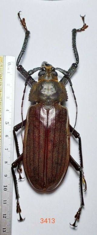 1x.  Dysiatus Melas 97mm From Central Sulawesi (3413)