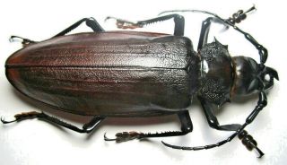Cerambycidae Prioninae Titanus Giganteus 131mm 6 From Peru