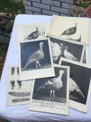 9 Rare Poultry Photos 1949 A.  O.  Schilling Turkeys Buff Red White Palm