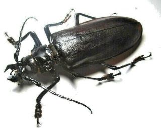 Cerambycidae Prioninae Titanus Giganteus 124mm 4 From Peru
