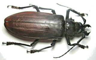 Cerambycidae Prioninae Titanus Giganteus 136mm 3 From Peru
