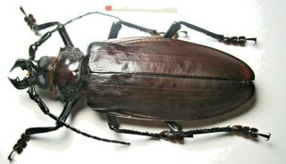 Cerambycidae Prioninae Titanus Giganteus 131mm 2 From Peru