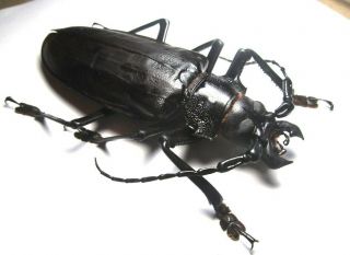 Cerambycidae Prioninae Titanus Giganteus 132mm From Peru