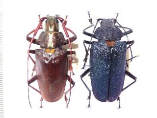Cerambycidae Prioninae Scatopyrodes Beltii Beltii,  Pair 39/37 Mm.  And Rare