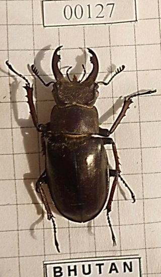 Coleoptera Lucanidae Lucanus Beetle Entomology Real Insect