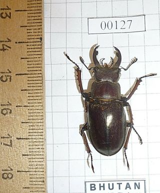 Coleoptera LUCANIDAE Lucanus Beetle Entomology Real Insect 2