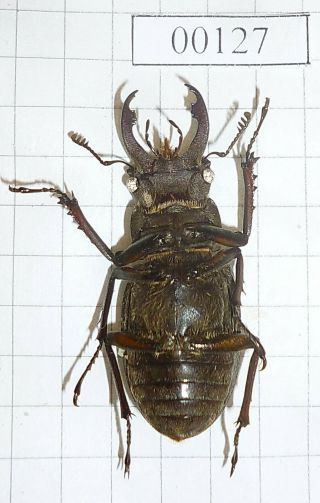 Coleoptera LUCANIDAE Lucanus Beetle Entomology Real Insect 3