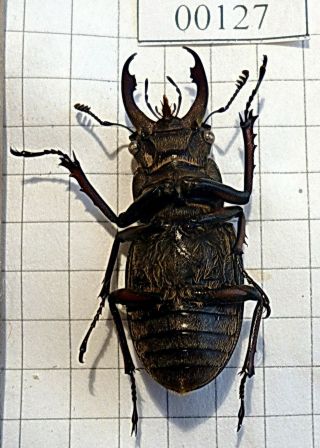 Coleoptera LUCANIDAE Lucanus Beetle Entomology Real Insect 4
