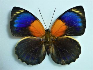 Fantastic Agrias Fournierae Forma Female Nymphaliidae Nymphalidae Brazil