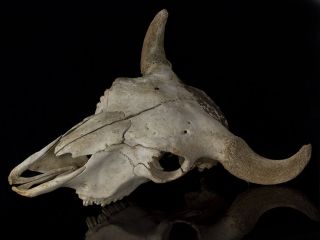 European Bison (bison Bonasus) Skull