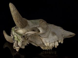 European Bison (Bison bonasus) Skull 2