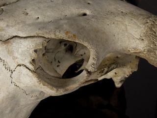 European Bison (Bison bonasus) Skull 4