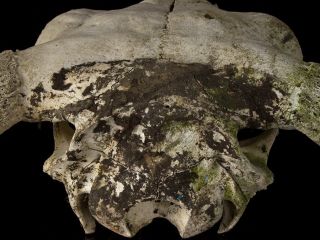 European Bison (Bison bonasus) Skull 6