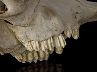 European Bison (Bison bonasus) Skull 7