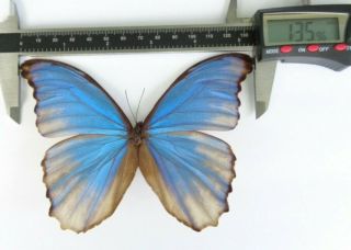 Rare Morpho Didius Aberration Both Sides Satipo - Peru Special Butterfly