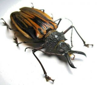Cerambycidae Prioninae Macrodontia Antonkozlovi,  Female 83mm From Peru