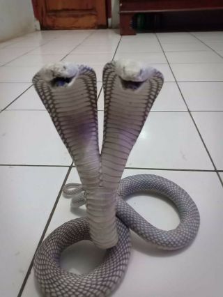 Cobra Snake Double Head Statue Taxidermy_8