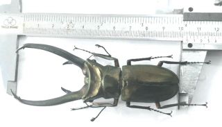 Cyclommatus Elaphus 103mm From Sumatra Indonesia