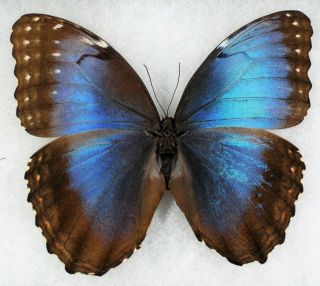 Insect/butterfly/ Morpho Helenor Guanacastensis Mosaic Gynandromorph