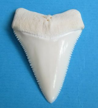 2 1/4 " (57mm) Great White Shark Tooth,  Jewelary Sharks Sd - 417