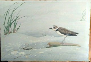 Edward Von Siebold Dingle Charleston Sc Artist Watercolor Bird Painting