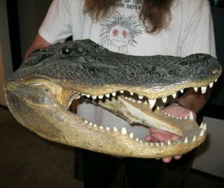 Real Alligator Head Taxidermy 16.  5 " Huge Real Teeth
