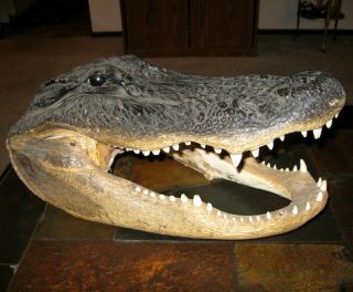 Real Alligator Head Taxidermy 16.  5 