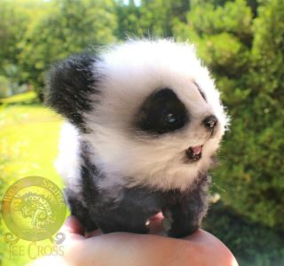 Lee Cross Poseable One of a Kind Baby Panda 2