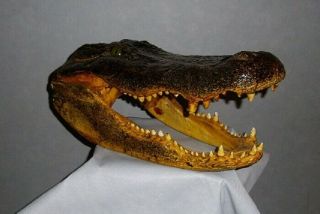 19 Inch Alligator Head