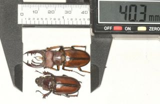 Lucanidae Lucanus Delavayi 40.  3mm P S.  Sichuan