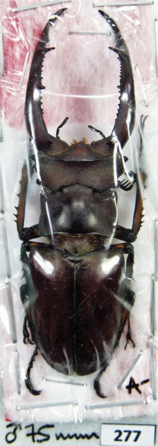 Unmounted Beetle Lucanidae Lucanus Angusticornis 75 Mm Xl A - Laos