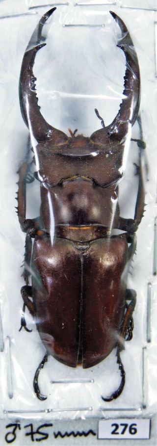 Unmounted Beetle Lucanidae Lucanus Angusticornis 75 Mm Xl Laos