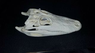 Real 10 " American Alligator Skull - Skeleton - Taxidermy - Bone - Gator Oddities