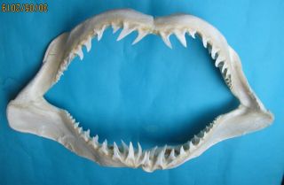 26 1/2” White Mako Shark Jaw Mouth Taxidermy For Scientic Study Sd - 414