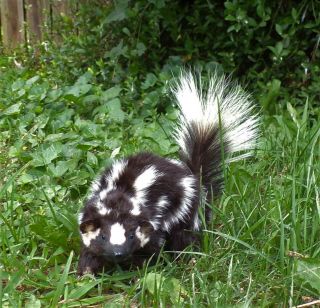Taxidermy Pretty Squirrel Size Spotted Skunk No Odor Fox/bobcat/mancave/sheshed