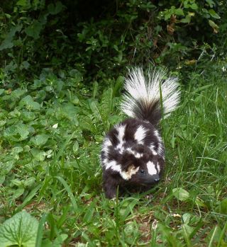 TAXIDERMY PRETTY SQUIRREL SIZE SPOTTED SKUNK NO ODOR FOX/BOBCAT/MANCAVE/SHESHED 2