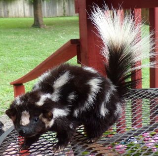 TAXIDERMY PRETTY SQUIRREL SIZE SPOTTED SKUNK NO ODOR FOX/BOBCAT/MANCAVE/SHESHED 4