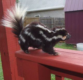 TAXIDERMY PRETTY SQUIRREL SIZE SPOTTED SKUNK NO ODOR FOX/BOBCAT/MANCAVE/SHESHED 5