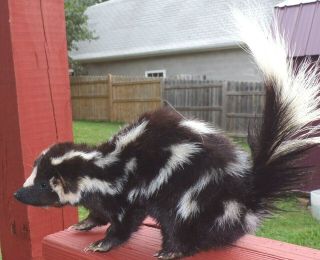 TAXIDERMY PRETTY SQUIRREL SIZE SPOTTED SKUNK NO ODOR FOX/BOBCAT/MANCAVE/SHESHED 6