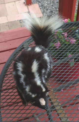 TAXIDERMY PRETTY SQUIRREL SIZE SPOTTED SKUNK NO ODOR FOX/BOBCAT/MANCAVE/SHESHED 7