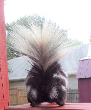 TAXIDERMY PRETTY SQUIRREL SIZE SPOTTED SKUNK NO ODOR FOX/BOBCAT/MANCAVE/SHESHED 8