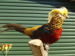 Golden Pheasant Bird Taxidermy