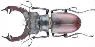 Insect - Lucanidae Lucanus Cervus Cervus - France - Monster Male 87mm.