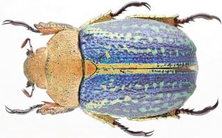 Insect - Rutelidae Chrysina Victorina (blue) - Mexico - Female 36mm.