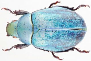Insect - Rutelidae Chrysina Erubescens (blue) - Mexico - Female 37mm.