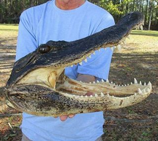 15 " Alligator Head From A 9 Foot Louisiana Gator Taxidermy Swamp Wars Authentic