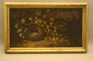 19thc Oil Painting Of Birds Nest With Eggs By J Dennis 1889 English Artist Nr