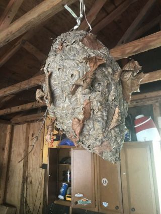 Large Real Bald Face Paper Hornet Nest 23”wasp Bee Taxidermy Huge