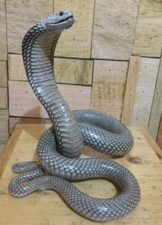 100 Real Snake Viper Cobra Statue Taxidermy_9